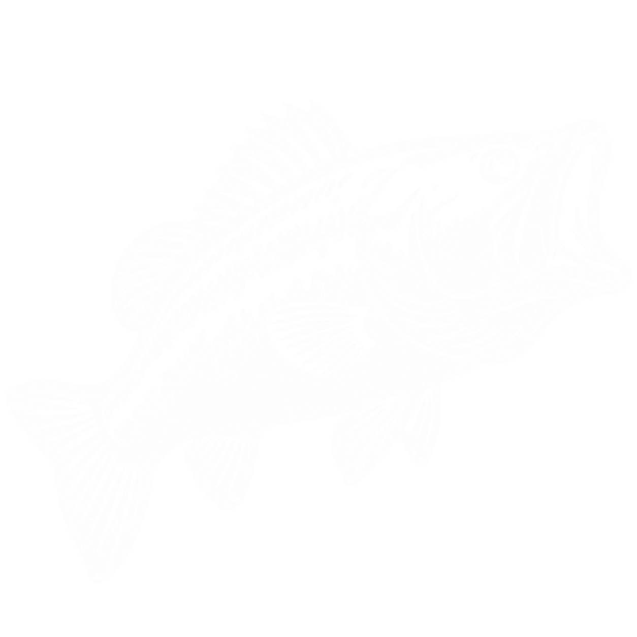 Bass Fish
